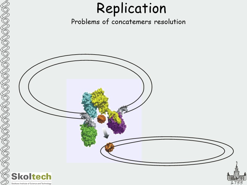 Replication Problems of concatemers resolution
